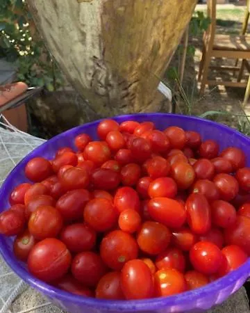 Falipe 4* Пинето